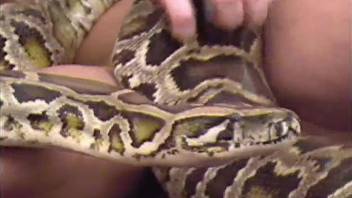 Stunning family couple is playing with a trained snake