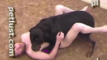 Bald boy knows how to make huge rottweiler fuck him