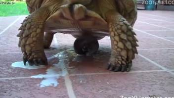 Mature lady watches a kinky turtle cum on camera