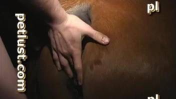 Slim gay male hard fucks a horse in a kinky midnight XXX