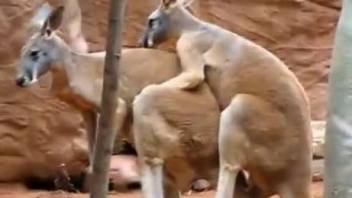 Kangaroo sex scene recorded out in the open