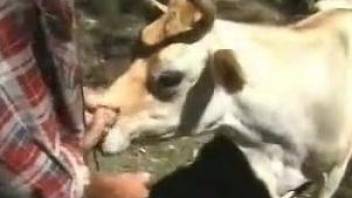 Cute-looking and innocent cow sucks a boner of a farmer