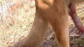 Dude is proud to showcase his animal's awesome dick