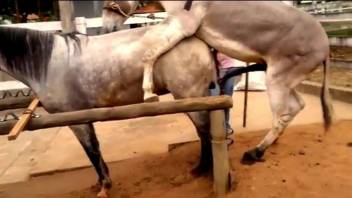 Two horses fucking like crazy in an outdoor video