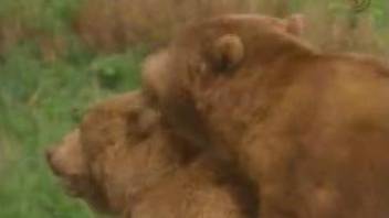 Bears fucking in the woods in a hardcore porn video