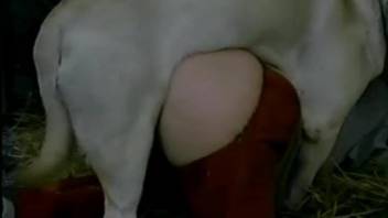 Dog Fuck Girl