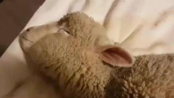 Horny guy fucks a sheep's tight pussy from behind