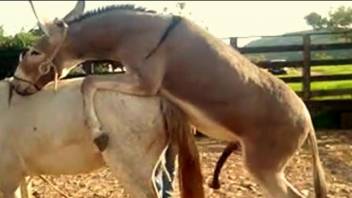 Man loves watching horses fuck and that's making him very horny