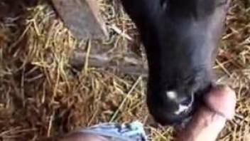 Dude's hard cock gets pleasured by a kinky cow