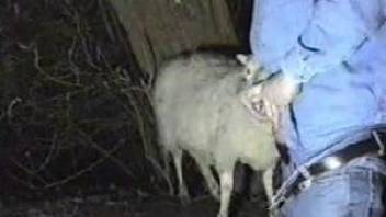 Denim-clad farmer fucking a sheep's whore mouth