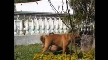 Sexy Latina bitch fucking a cute bulldog outdoors