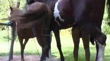 Stallion casually fucks a Latina next to his GF