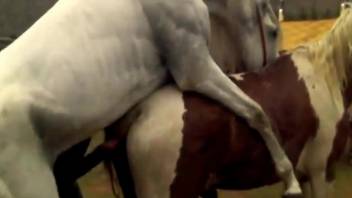 White stallion penetrates this mare's pussy from behind