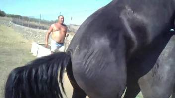 Big black stallion fucking a sexy mare from behind