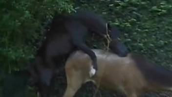 Curly-haired brunette fucks a black stallion outdoors