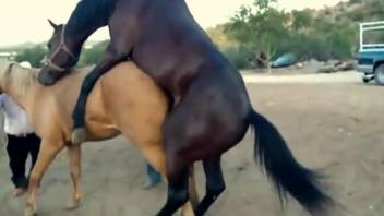 Well-hung brown horse fucks a sexy mare from behind