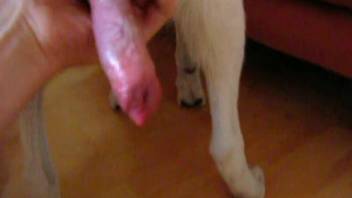 Horny guy gives his dog a proper handjob