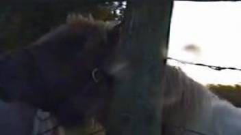 Horse makes zoophilia porn lover feel aroused and needy