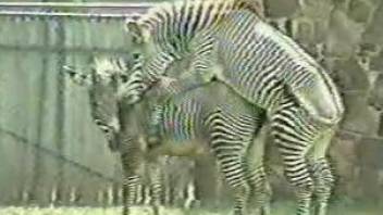 Zebra Porn