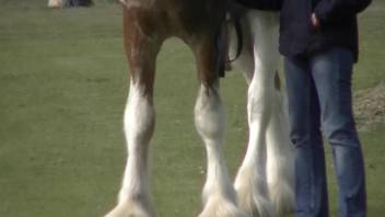 Delicious-looking horse cock spotted in the open