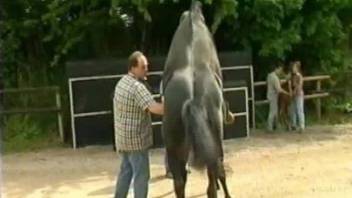 Black horses having a wild sex in front of the people