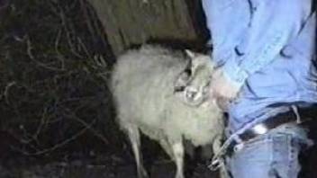 Canadian tuxedo dude face-fucking a submissive sheep