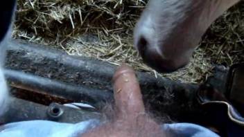 Farm animals sucking this dude's meaty cock in POV