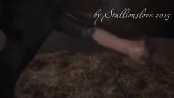 Voyeur zoo porn video focusing on a horse cock