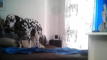 Sexy Dalmatian exposing his cock in a voyeur vid