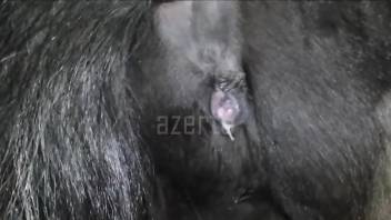 Guy's hard dick fucking a mare's yummy pussy HARD