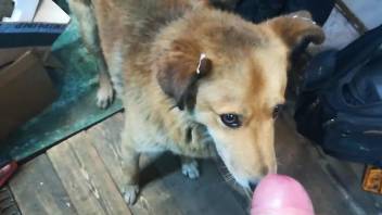 Cute-looking doggo demands a facial from the owner