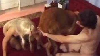 Luxurious hotwife fucking a big dicked doggo