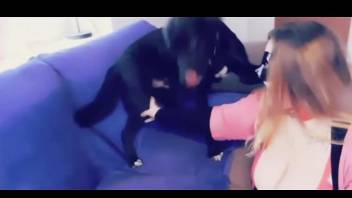 Buxom zoophile jerking dog dick and enjoying foreplay