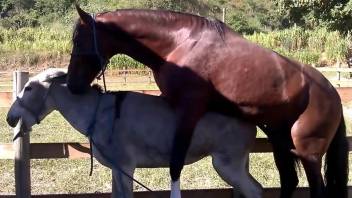 Brown stallion fucking a sexy donkey from behind