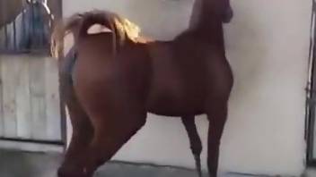 Brown mare showing its pussy prior to wild fucking