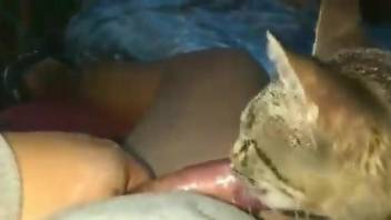 Disgusting porn video with a really cute cat