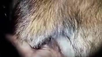 Close-up zoophile teasing to make you cum hard