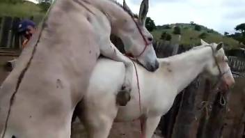 Two dirty fucking donkeys fucking each other outdoors