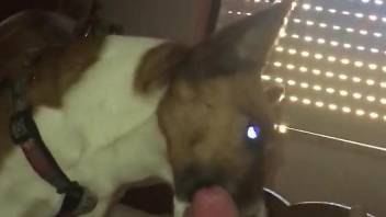 Dog pleasuring a zoophile cock in a hardcore porn vid