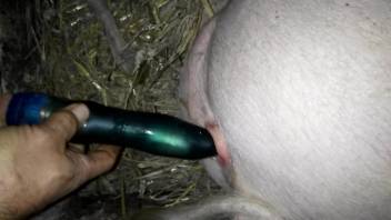 Dude using a dildo to stretch an animal's hole