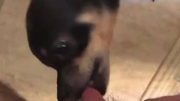 Little dog sniffs and licks master's dick on cam