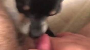 Horny mutt licks and sucks man's dick in POV