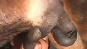 Slightly chubby Latina worships a horse's hard cock