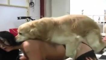 Two stacked sluts fucked by the same kinky doggo