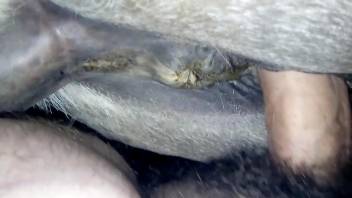 Dude fucking a delicious mare pussy in a POV video