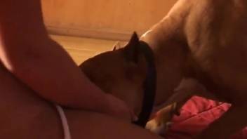 Bikini babe getting fucked by a dirty doggo here