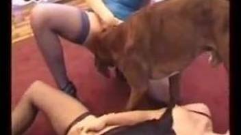 Horny women enjoying hardcore sex with their pets