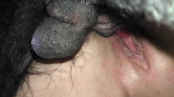 Blond-haired beauty fucks a really kinky black dog