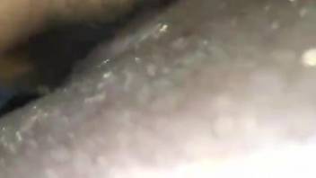 Smooth animal XXX horse porn closeup on cam