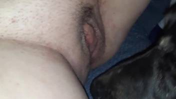 Good-looking animal tongue exploring human pussy